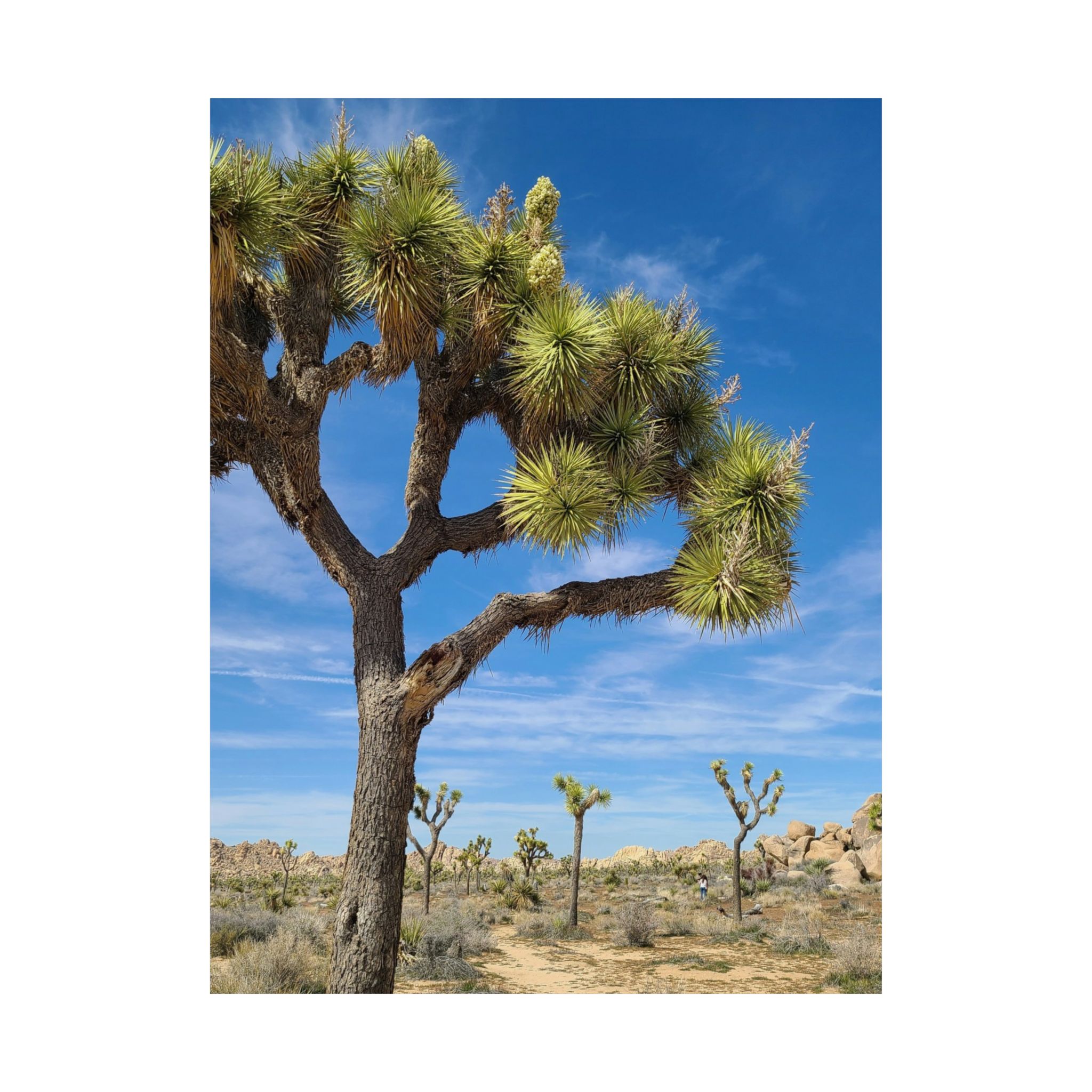 Desert Joshua Matte Vertical Poster - Southwest-Natural Landscape - Image 18