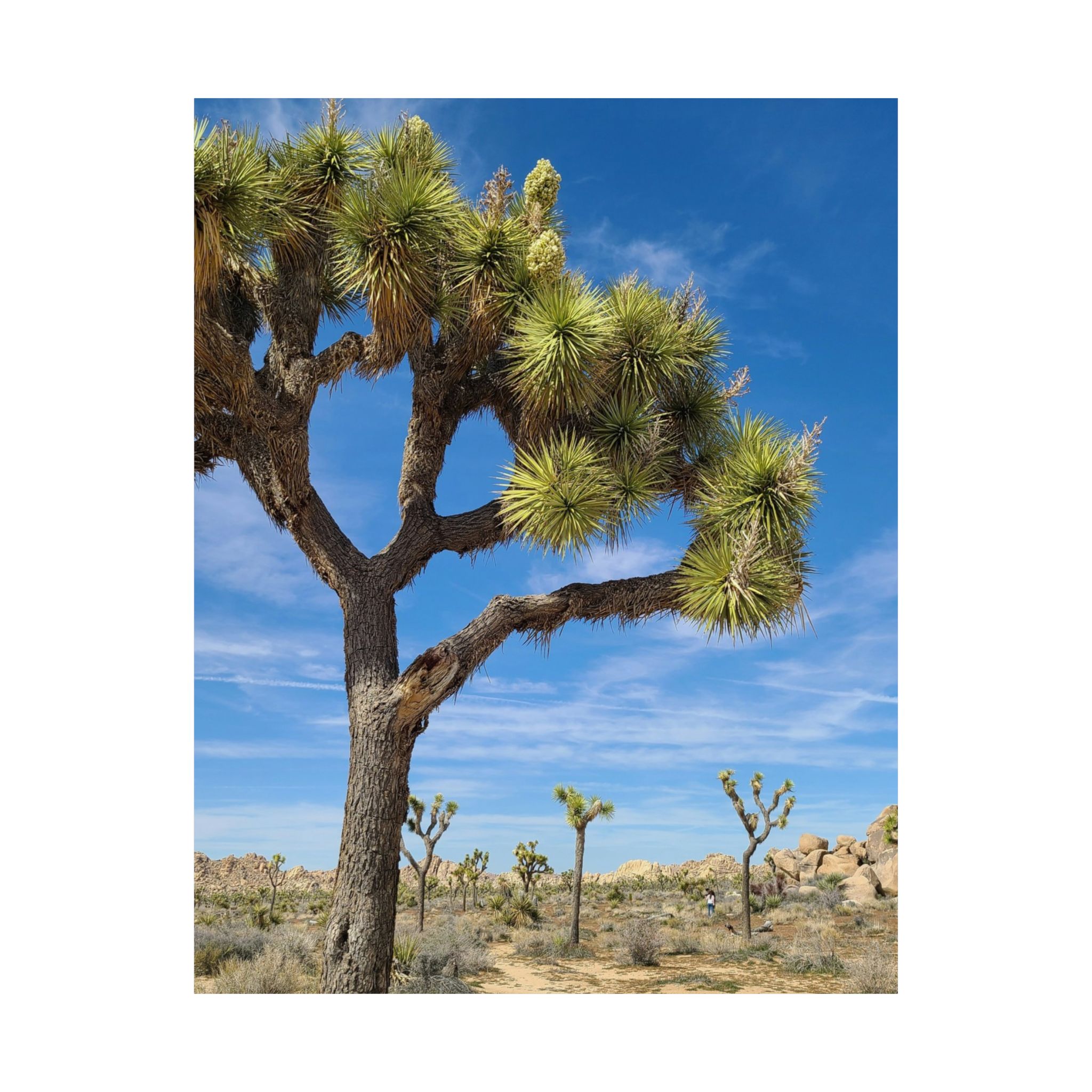 Desert Joshua Matte Vertical Poster - Southwest-Natural Landscape - Image 6