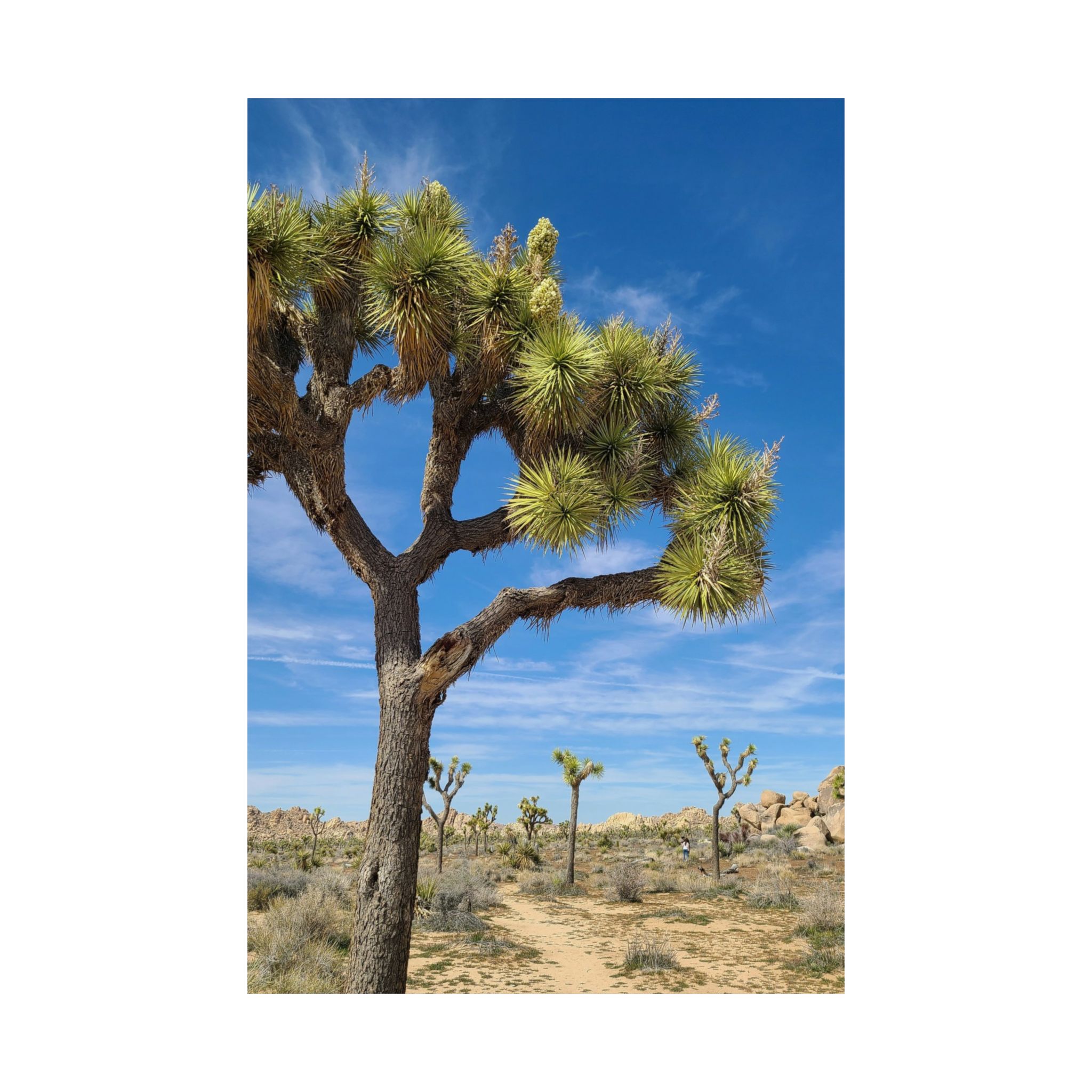 Desert Joshua Matte Vertical Poster - Southwest-Natural Landscape - Image 10